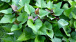 Green leaves of sweet potato plant