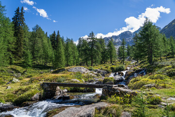 Poster - A small stream in a beautiful, alpine forest in Binntal.