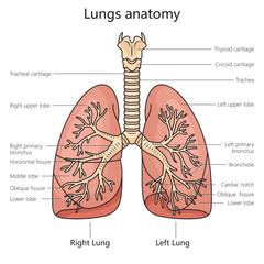 Wall Mural - Lung anatomy structure scheme diagram schematic vector illustration. Medical science educational illustration