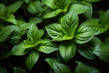 Top-down Picture Of Genovese Basil Plants. Basil (Ocimum Basilicum), Also Called Sweet Basil, Is A Tender Plant, And Is Used In Cuisines Worldwide.