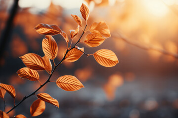 Wall Mural - Beautiful autumn landscape with yellow trees and sun. Colorful foliage in the park.