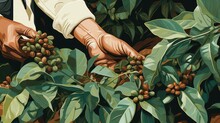 Close Up Of Hands Coffee Harvesting