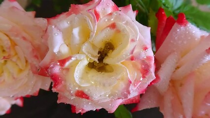 Sticker - Blooming of Imperatrice Farah hybrid tea roses . Splendid summer scene of botanical garden with Rosaceae family plant. Beautiful floral background. 4K video (Ultra High Definition).