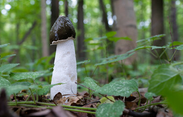 Mushrooms growing in the autumn forest. Phallus impudicus.