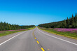 Purple Fireweed blooms line road along Alaska Highway through Northern British Columbia, Canada
