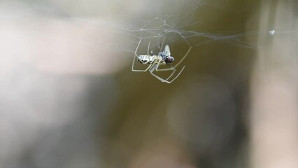 A spider captures and devours a fly in his net macro close up footage