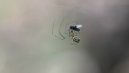 A spider captures and devours a fly in his net macro close up footage