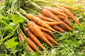 Carrot harvest. Bunch of organic fresh dirty orange carrots in garden on green grass in sunlight close up