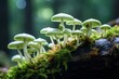 Close-up of oyster mushrooms growing on green moss. Generative AI