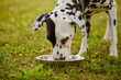 Dalmatian dog drinks water from a metal bowl, animal care