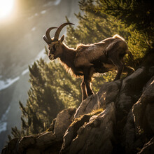 Majestic Ibex On A Cliff, Stunning Natural Light Generative AI Photography