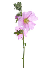 Wall Mural - Common mallow flower ,Malva sylvestris isolated on white, clipping path