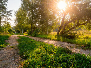 Wall Mural - Narrow small rural country road with trees on a side and sun flare. Nature landscape. Nobody. Living in a country side concept.