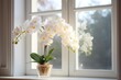 flower and leaves of the phalaenopsis orchid in a flower pot on the windowsill in the house. Care of a houseplant. Home garden. Room interior decoration