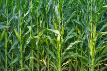 Green Corn Field With Corn Cob 
