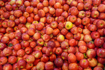 Wall Mural - fruit background of fresh gala apples