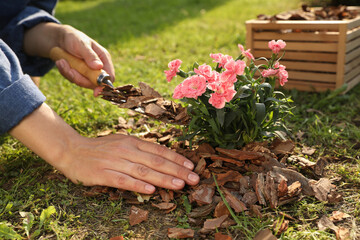 Wall Mural - Woman mulching beautiful flowers with bark chips in garden, closeup