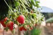 Growing and harvesting of fresh red strawberries in outdoors, summer sunny light.