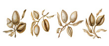 Set Of Four Almond Branches With Dry Leaves, Nuts And Nutshell. Realistic Botanical Illustration. Hand Drawn Clipart Isolated On White Background. 