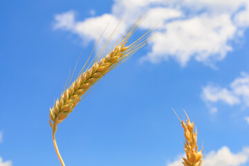 Ukrainian wheat in the field of Ukraine. Concept of grain deal and food security in the world. Background