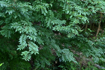 Poster - Japanese pepper (Zanthoxylum piperitum) leaves.Rutaceae dioecious deciduous shrub.The leaves are used as food and spices, and also have medicinal purposes. As the trunk thickens, the spines eventually