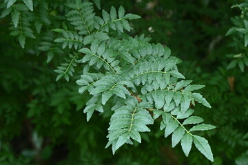 Canvas Print - Japanese pepper (Zanthoxylum piperitum) leaves.Rutaceae dioecious deciduous shrub.The leaves are used as food and spices, and also have medicinal purposes. As the trunk thickens, the spines eventually