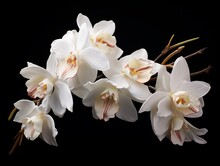 Orchids Close Up, Thai Orchids.cymbidium Hybrid Orchid Flower On Black Background