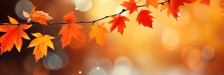 tree branch with autumn leaves on a blurred background.fall, autumn, leaves background.banner.copy s