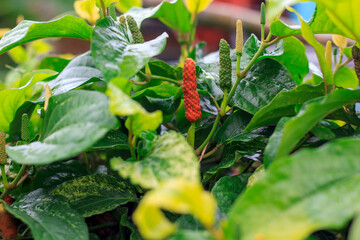 Indian long pepper or Javanese long pepper nature backgro