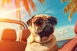 This whimsical image of a brown pug wearing sunglasses and enjoying the great outdoors in a colorful car is sure to bring a smile to any animal-lover's face