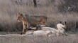 A Pride of Lions Resting in the Savanna