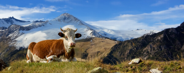 Sticker - Brown cow grazing on pasture in autumn on mountain background. Concept of agriculture