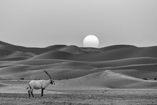 Oryx And Desert Sunset Black And White