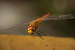 enlarged image of a dragonfly