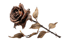 A Wilted Rose, Transparent Background, Isolated Image, Generative AI
