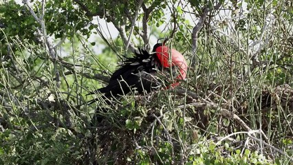 slow motion of a Magnificent frigatebird, Fregata magnificens, is a big black seabird with a characteristic red gular sac. Male frigate bird nesting with inflated sack, galapagos islands, Ecuador.