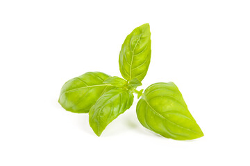 Wall Mural - basil isolated