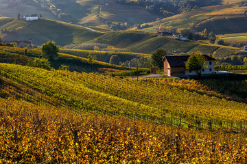 Poster - Colorful autumnal vineyards in Piedmont, Northern Italy.