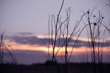 Wall Mural - Dry grass sky at sunset