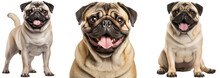 Pug Dog Collection (portrait, Sitting, Standing), Animal Bundle Isolated On A White Background As Transparent PNG