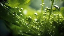 Green algae Chlorophyta. Abstract close-ups, selective focus, and creative lighting