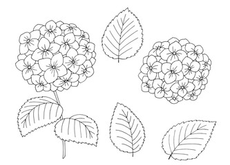 Fototapete - Hydrangea flower graphic black white isolated sketch illustration vector