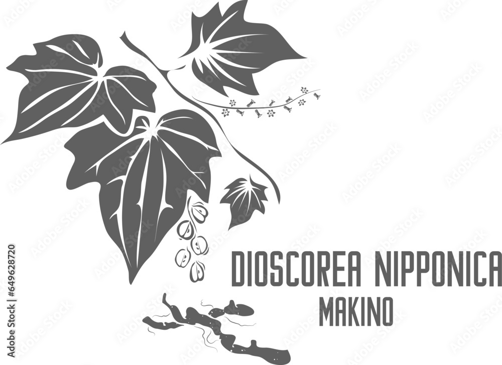 Yam Dioscorea nipponica plant vector silhouette. Medicinal Dioscorea ...