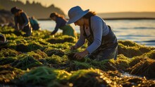 Sustainable Seaweed Farming Practices With A Photo Of Farmers Tending To Seaweed Crops In An Eco-friendly Ocean Garden