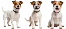 Jack Russell Terrier Dog Collection (standing, Sitting), Animal Bundle Isolated On A White Background As Transparent PNG