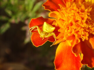 Wall Mural - Yellow female pink crab spider (Thomisus onustus) camouflaged on a vivid orange marigold flower