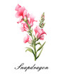 Watercolor pink single snapdragon flower. Watercolor botanical illustration isolated.