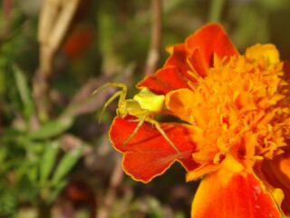 Wall Mural - Yellow female pink crab spider (Thomisus onustus) camouflaged on a vivid orange marigold flower