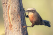 A wild gray-crowned babbler (Pomatostomus temporalis) hunting for a hidden grub under the bark of a tree, Australia