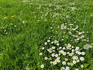 Poster - Beautiful white daisy flowers, dandelions and green grass growing in meadow